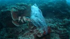 P.A.C. PAC Ocean Upcycling Beanie Naudo -Kopfbedeckungen Geschäft AdobeStock 275578860 Video HD Preview 10 layer1