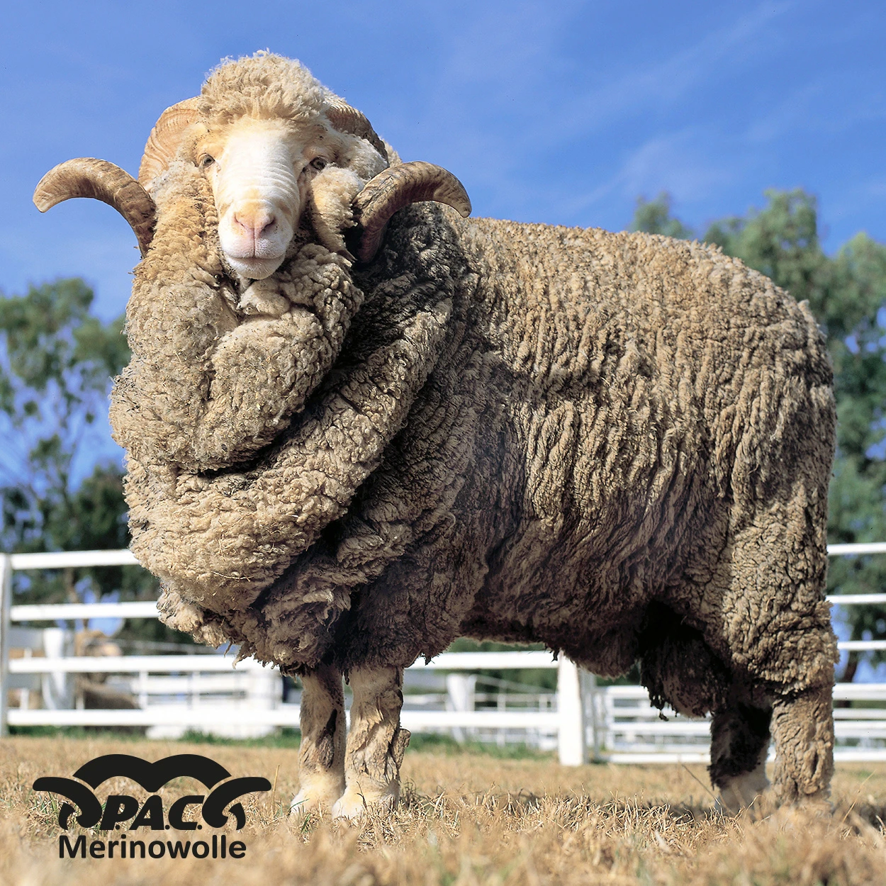 P.A.C. PAC Merino Headband Arrow Olive 2 P.A.C. PAC Merino Headband Arrow Olive – Bild 2